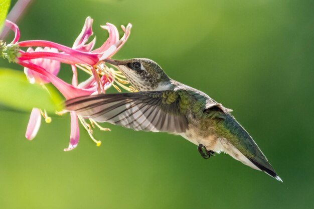 Close-up of bird perching on feeder