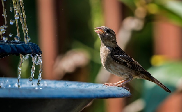 Close-up of bird perching on a feeder