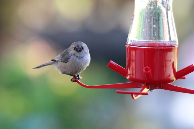 Photo close-up of bird perching on feeder