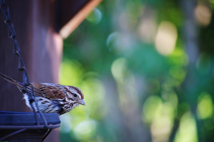 Photo 飼い主の上に座っている鳥のクローズアップ