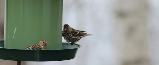 Photo close-up of bird perching on feeder