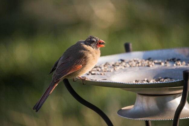 Foto prossimo piano di un uccello appollaiato sull'alimentatore