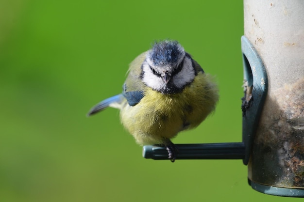 Photo close-up of bird perching on feeder