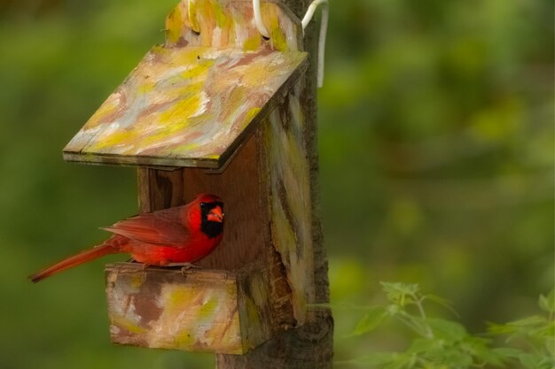 Close-up of bird perching on a feeder