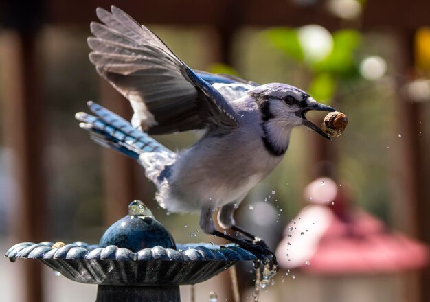 Close-up of bird perching on feeder