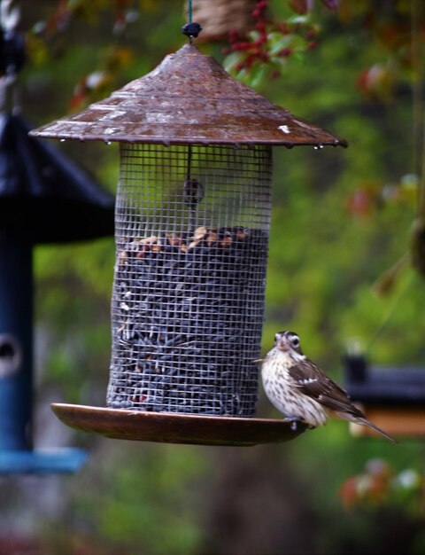 Close-up of bird perching on feeder