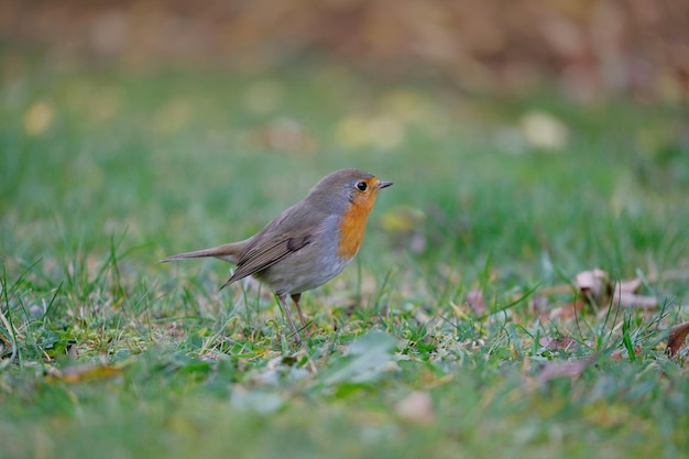 Photo close-up of bird perching on a field