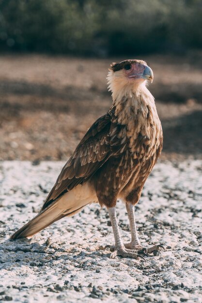 Photo close-up of a bird perching on a field