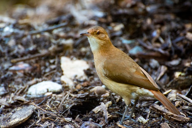 畑に座っている鳥のクローズアップ