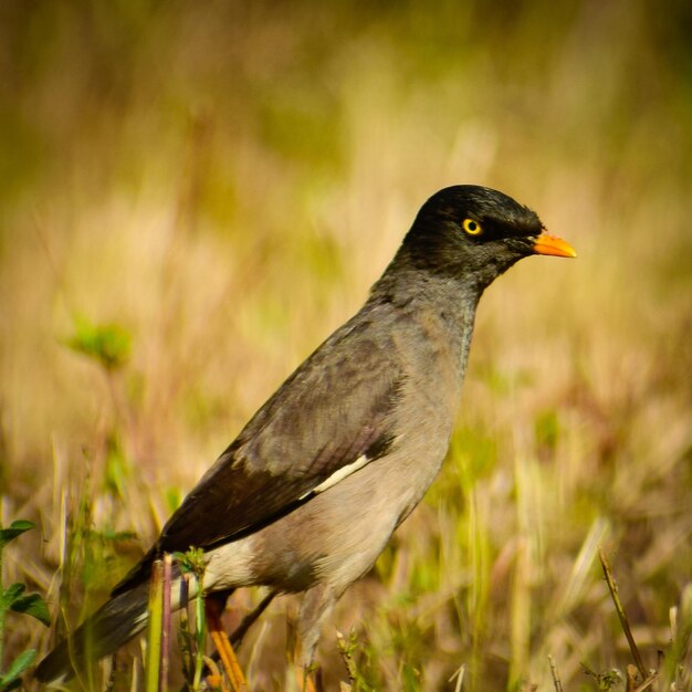 Close-up of a bird perching on a field