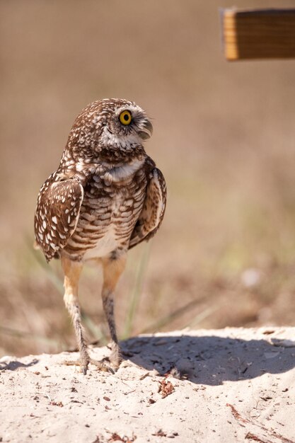 Photo close-up of a bird perching on a field