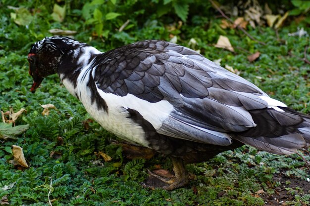 Close-up of bird perching on a field