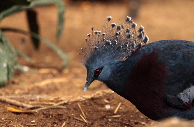 Photo close-up of bird perching on field