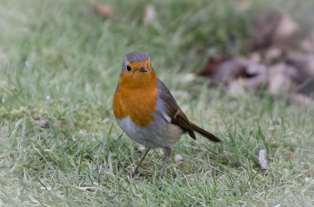 Close-up of bird perching on field