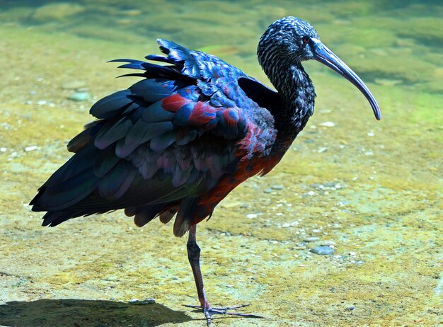 畑に座っている鳥のクローズアップ