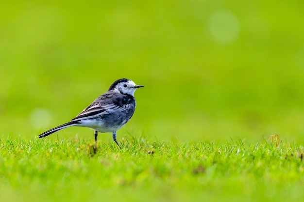 野原に座っている鳥のクローズアップ