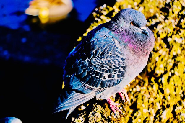 Photo close-up of bird perching on a field