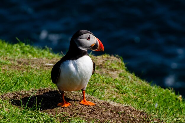 Close-up of bird perching on a field