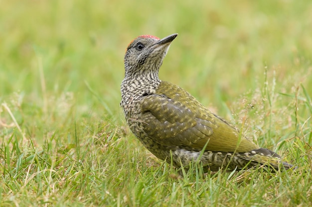 Foto close-up di un uccello appoggiato sul campo