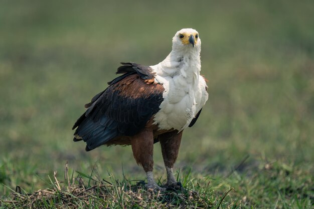 Foto close-up di un uccello appoggiato sul campo