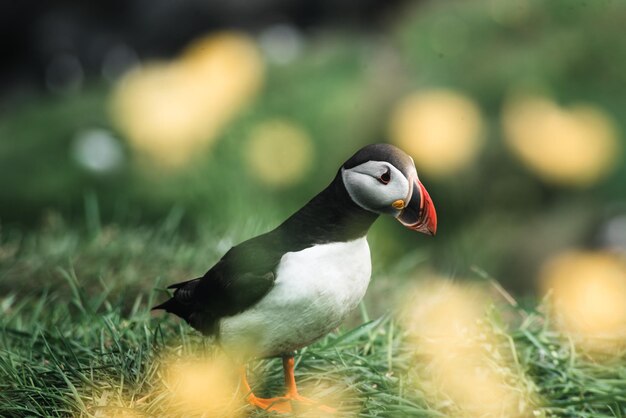 野原に座っている鳥のクローズアップ