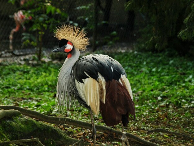 Close-up of bird perching on field