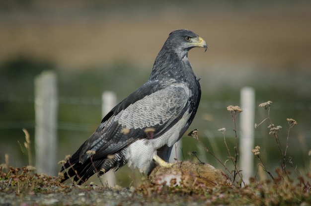 野原に座っている鳥のクローズアップ