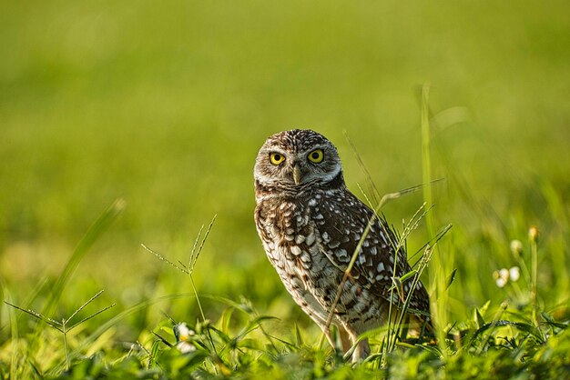 Close-up of a bird perching on a field