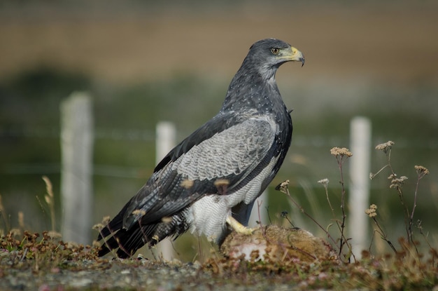 野原に座っている鳥のクローズアップ