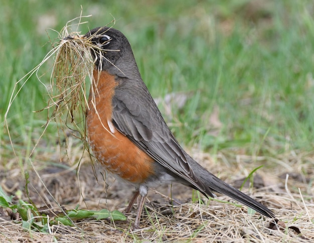 Foto close-up di un uccello appoggiato su un campo