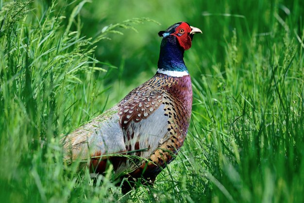 Close-up of bird perching on field