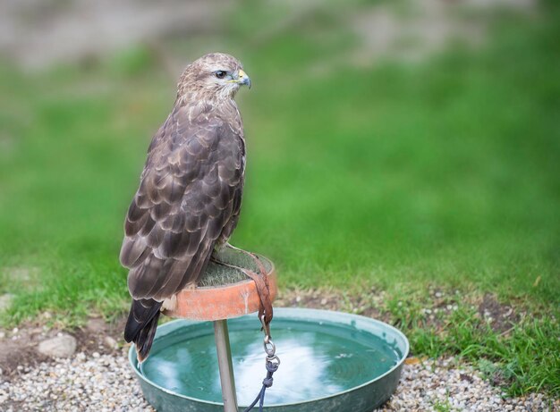 Close-up of bird perching on a field