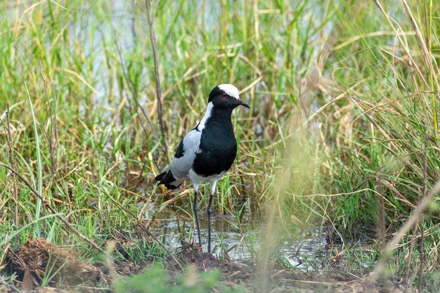 Close-up of bird perching on field