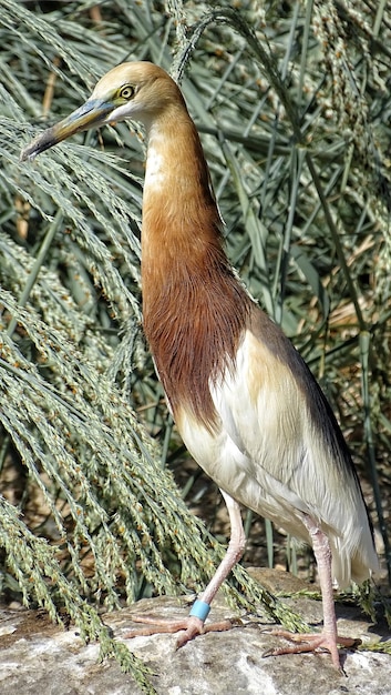 畑に座っている鳥のクローズアップ