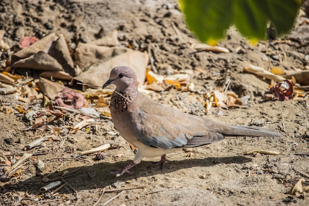 Close-up of bird perching on a field