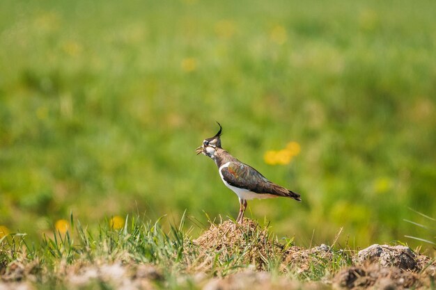 Photo close-up of bird perching on field