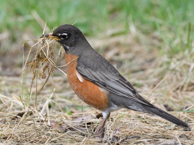 Photo close-up of a bird perching on a field