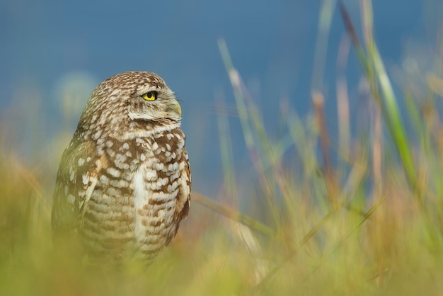 Close-up of bird perching on field