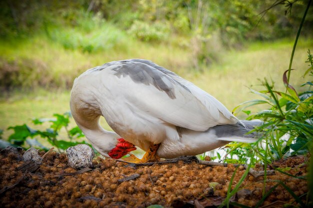 Close-up of a bird perching on a field