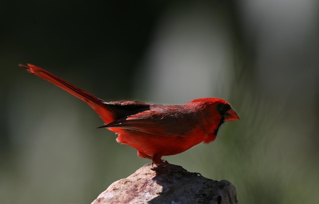 Foto close-up di un uccello appoggiato su un fiore