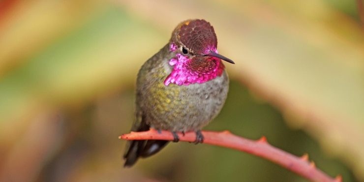 Photo 花の上に座っている鳥のクローズアップ
