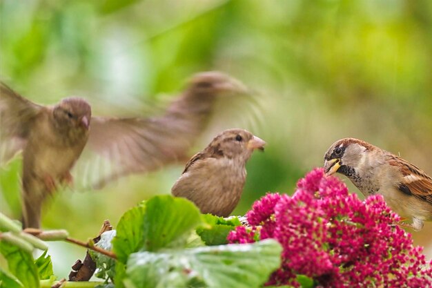 Close-up of bird perching on flower