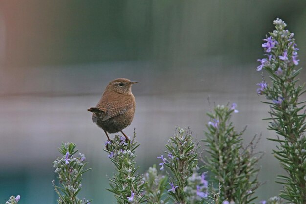 Photo close-up of bird perching on flower