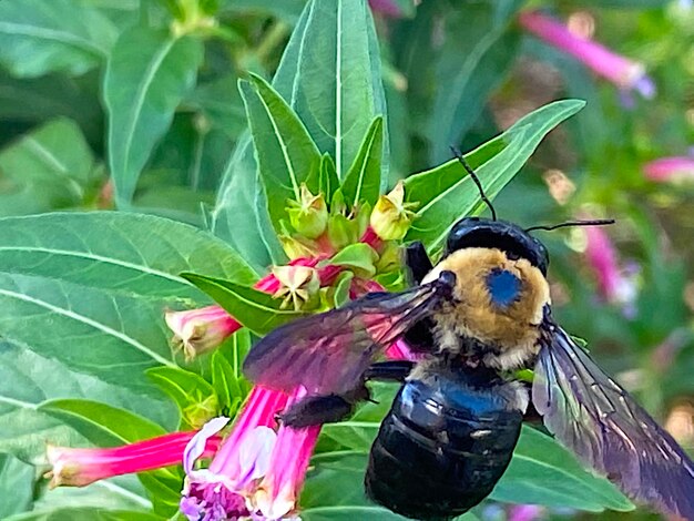 Close-up of bird perching on flower