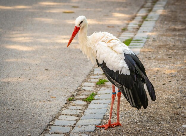 Foto close-up di un uccello appoggiato su un sentiero