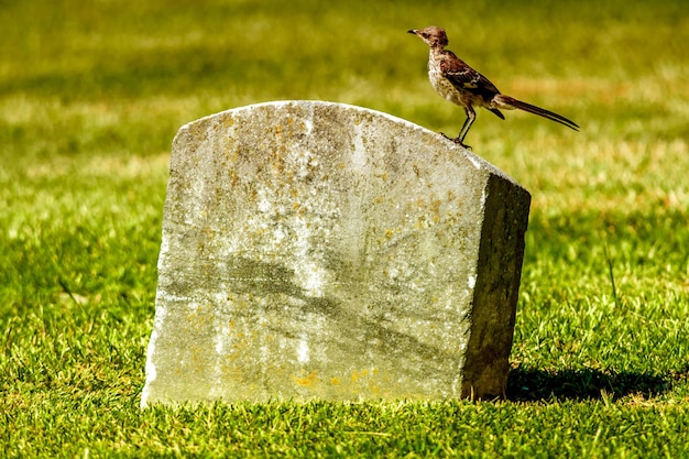 Photo close-up of bird perching on grass