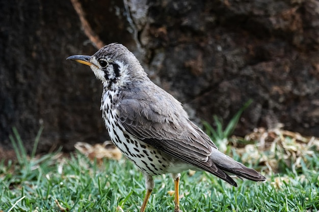 Photo close-up of a bird perching on grass