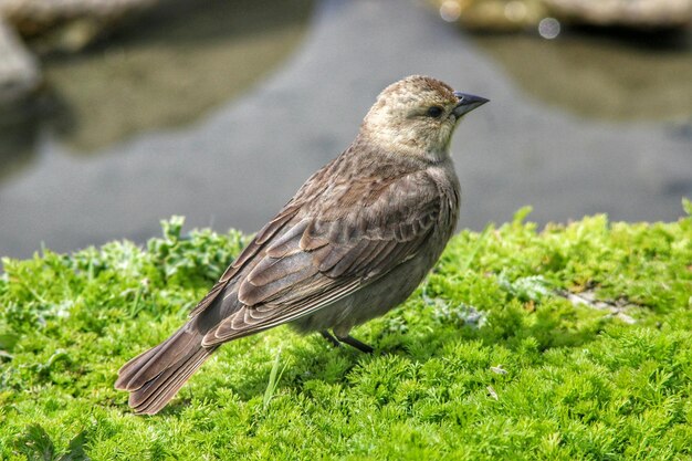 草の上に座っている鳥のクローズアップ