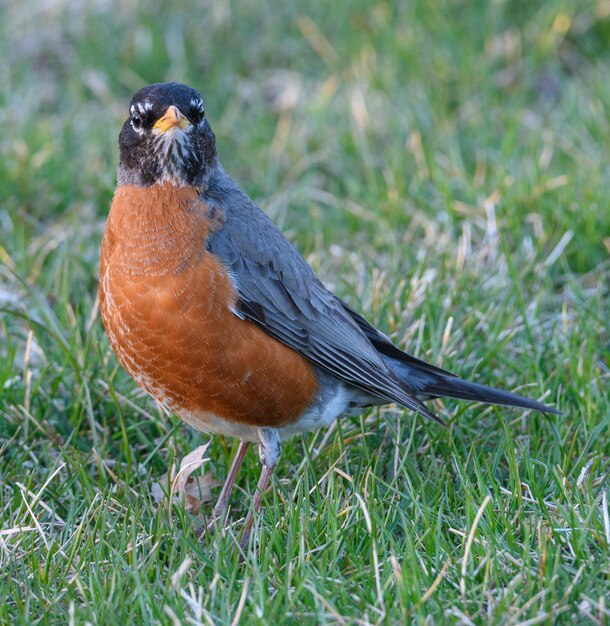 Photo close-up of a bird perching on grass