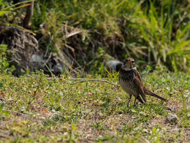 close-up of bird perching on grass